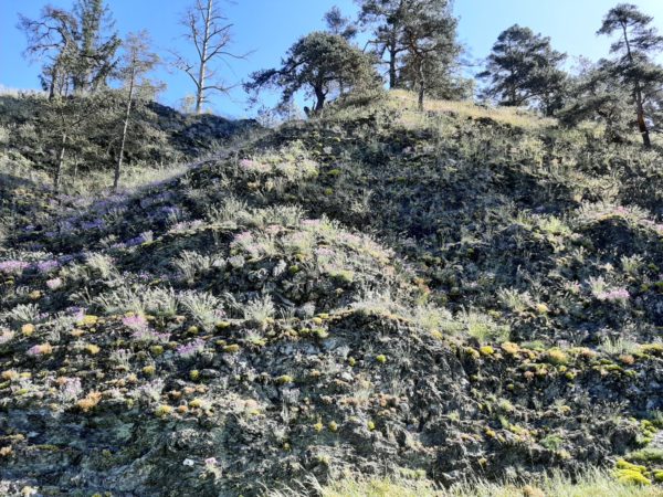 Serpentinit-Felswand an der Wojaleite mit blühender Pfingstnelke und Scharfem Mauerpfeffer (Foto: LPV Hof, 2021)