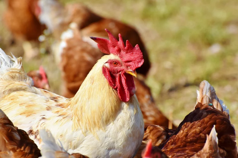 Landkreis Hof hebt sämtliche tierseuchenrechtliche Maßnahmen zum Schutz vor der Geflügelpest auf