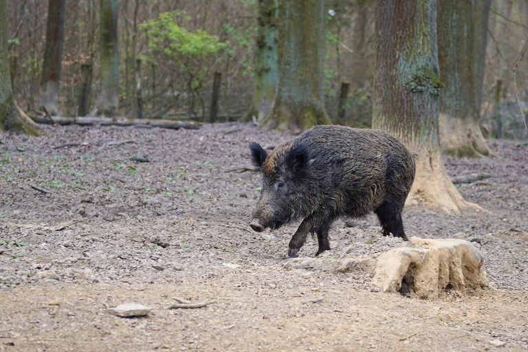Für Jäger zu beachten: Allgemeinverfügung zur Schweinepest