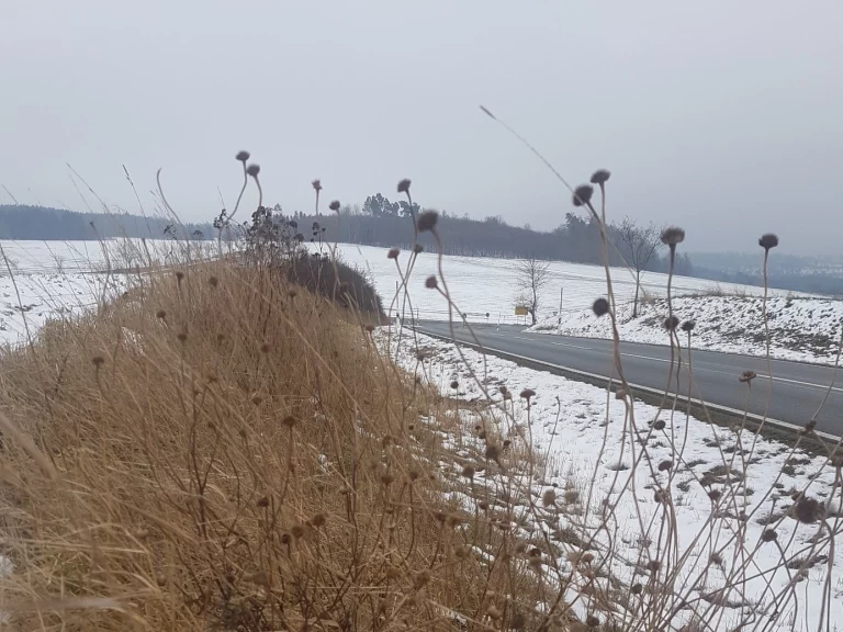 Für Insektenvielfalt: An Kreisstraßen wird weniger gemäht