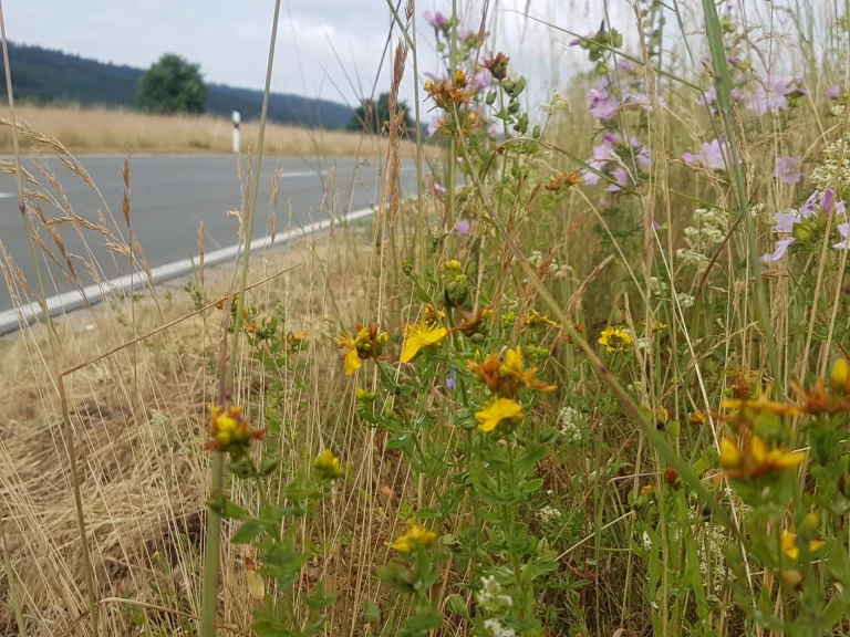 Für Artenvielfalt: Blühende Böschungen und seltene Pflanzen an Landkreisstraßen