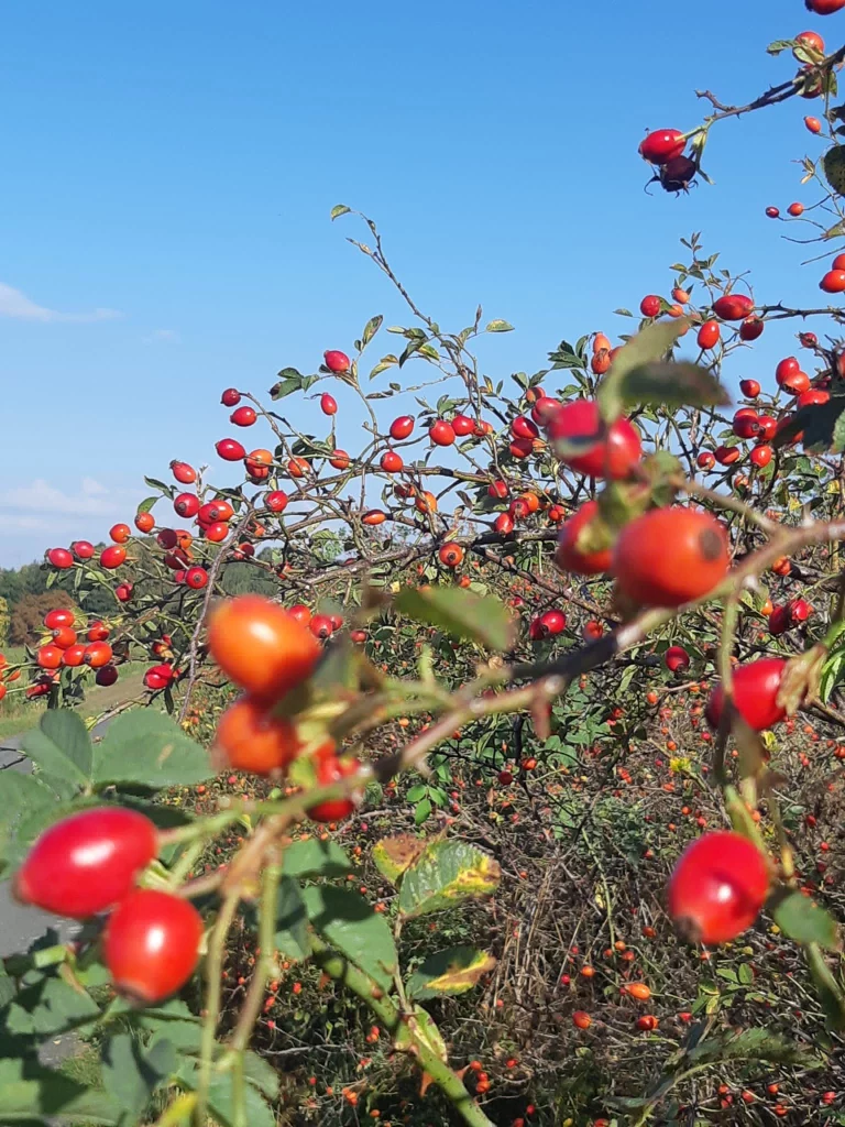 Landschaftspflegeverband: Ein Hoch auf die Hecke! Unterstützung bis 12.02. beantragen